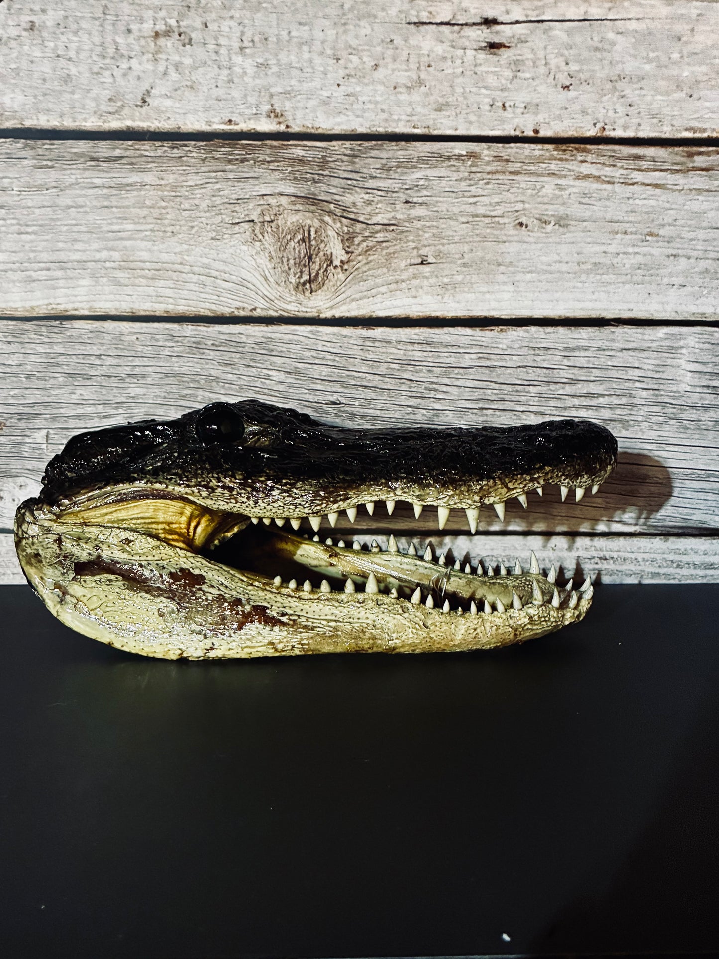 Medium sized alligator head