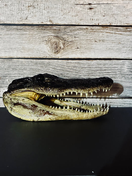 Medium sized alligator head