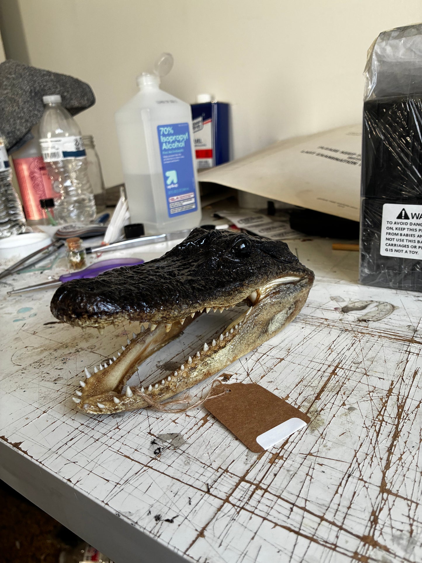 Small alligator head