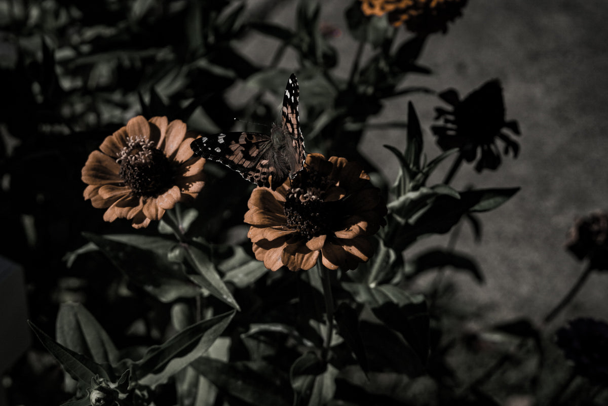 Frames photography print