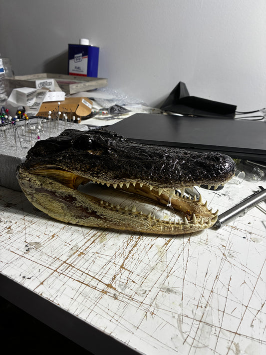 Medium sized alligator head
