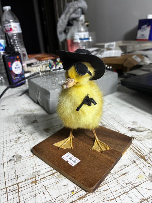 Gunslinger duckling taxidermy
