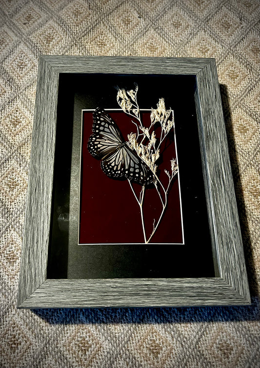 Glassy tiger butterfly frame