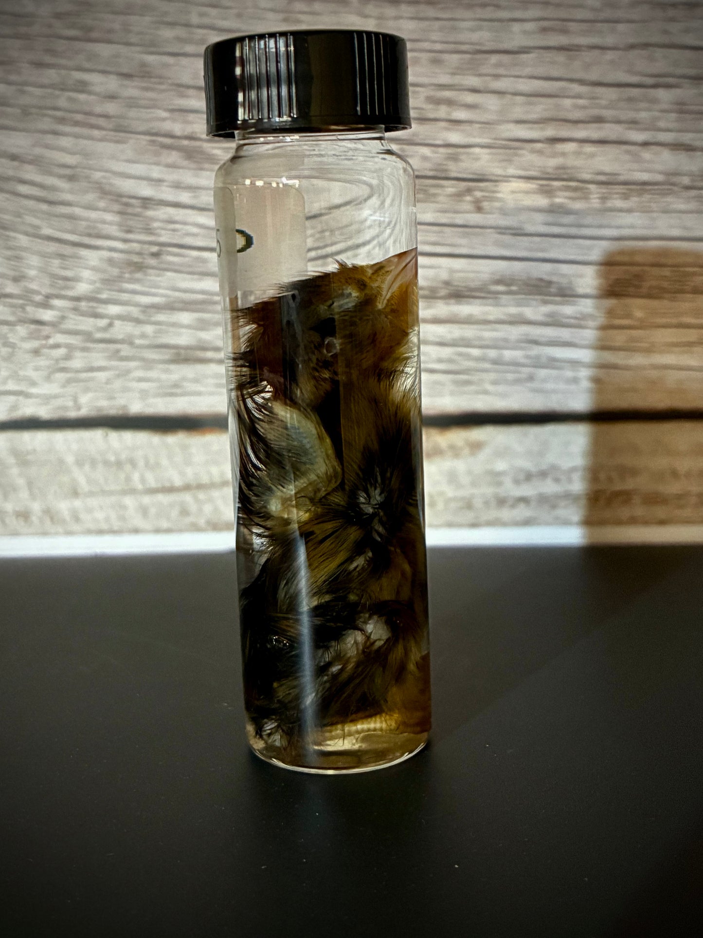 Baby quail wet specimen