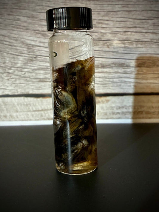 Baby quail wet specimen