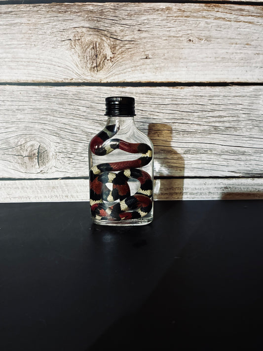 Scarlet kingsnake wet specimen
