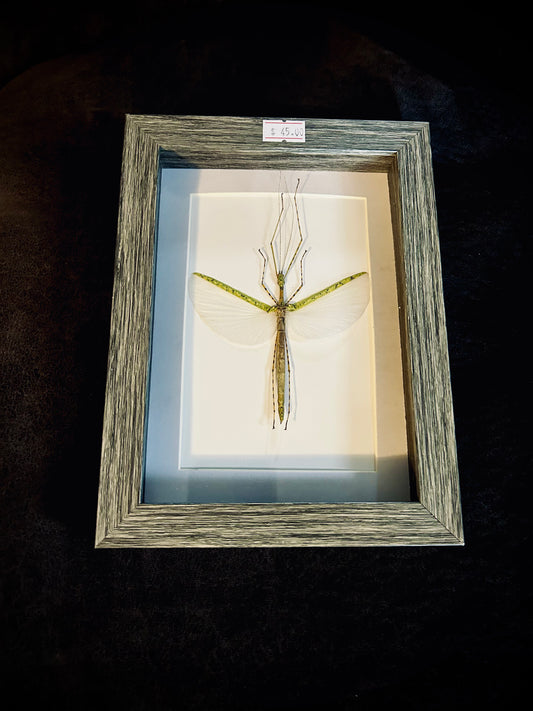 Stick bug small frame