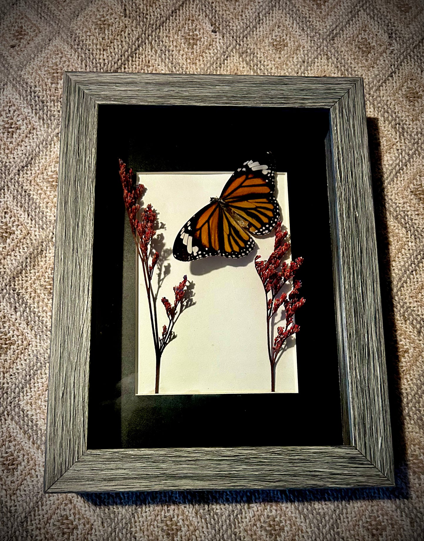 The common butterfly frame