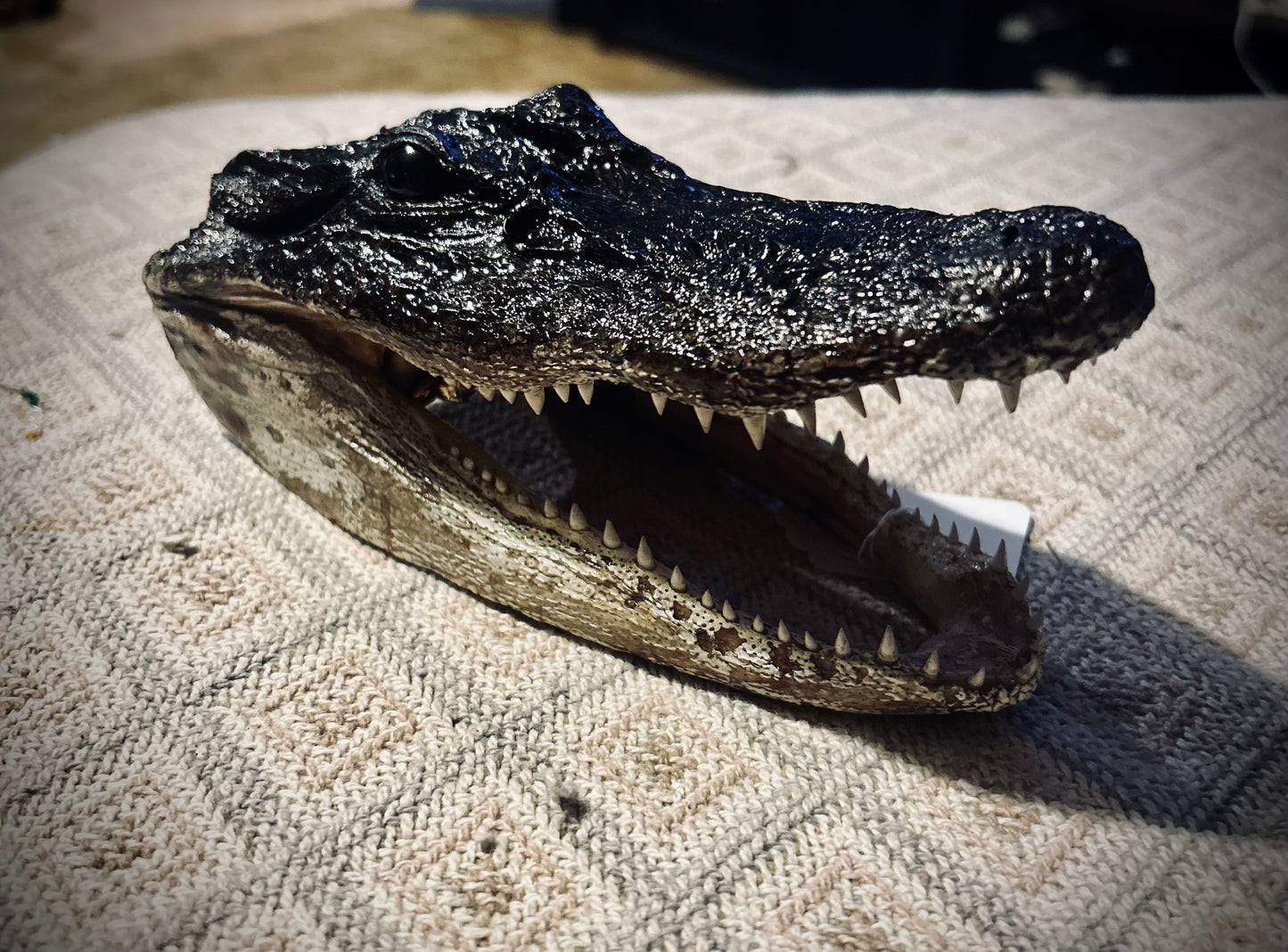 Alligator Head