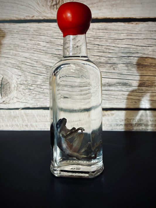 Whiskey Frog wet specimen
