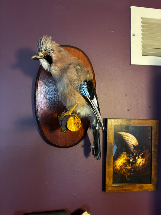Eurasian Jay taxidermy Mount