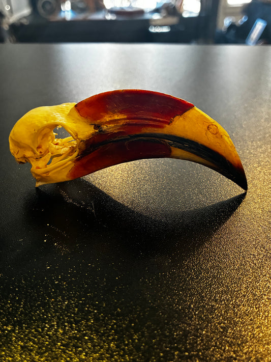 Von Der Deckens Hornbill skull