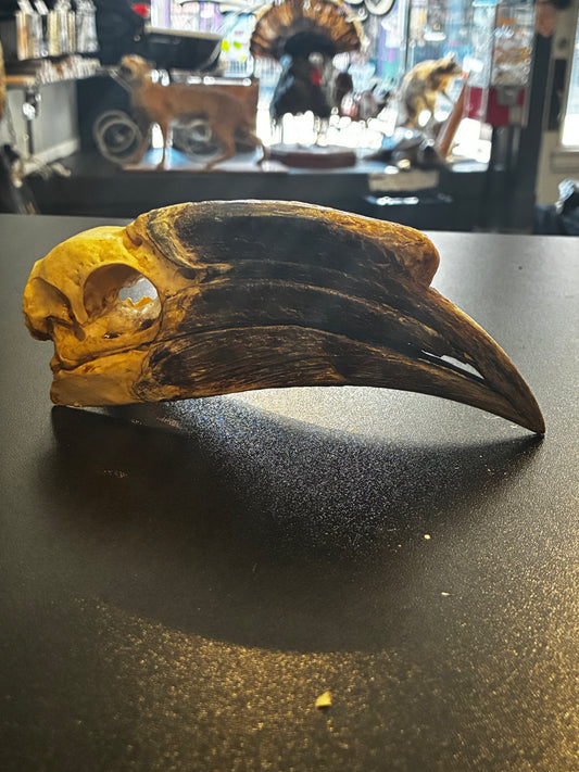 Black casqued hornbill female skull