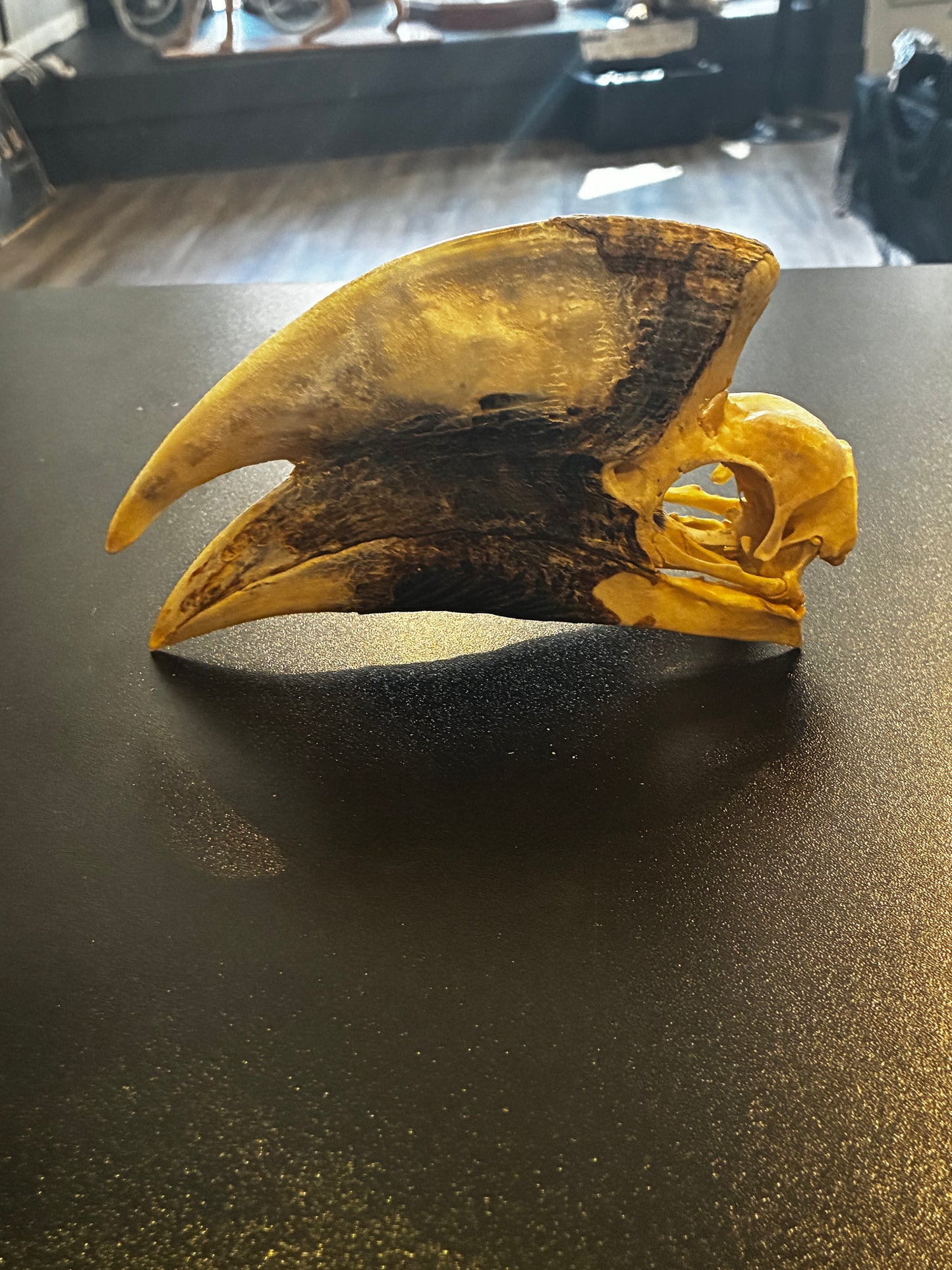 White Thighed Hornbill Male skull