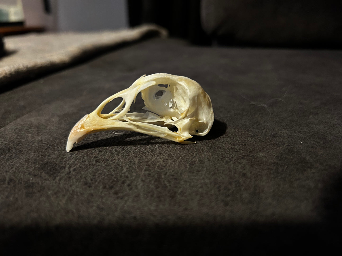 Ring necked pheasant skull