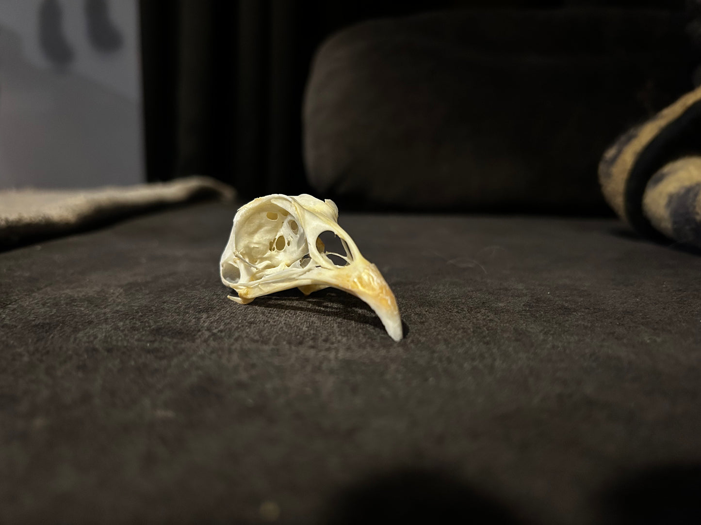 Ring necked pheasant skull