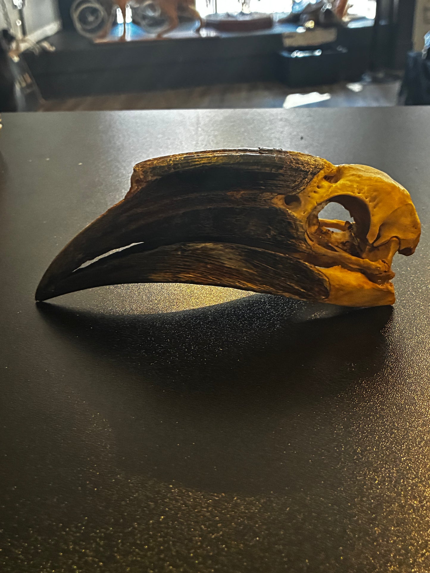 White thighed hornbill female skull