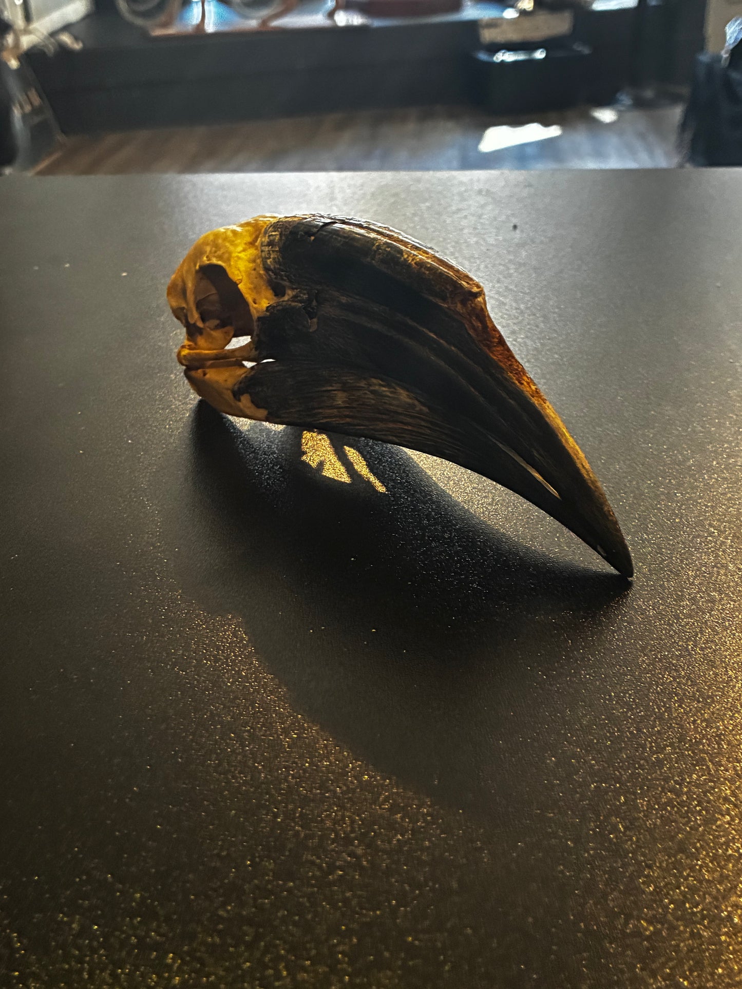 White thighed hornbill female skull