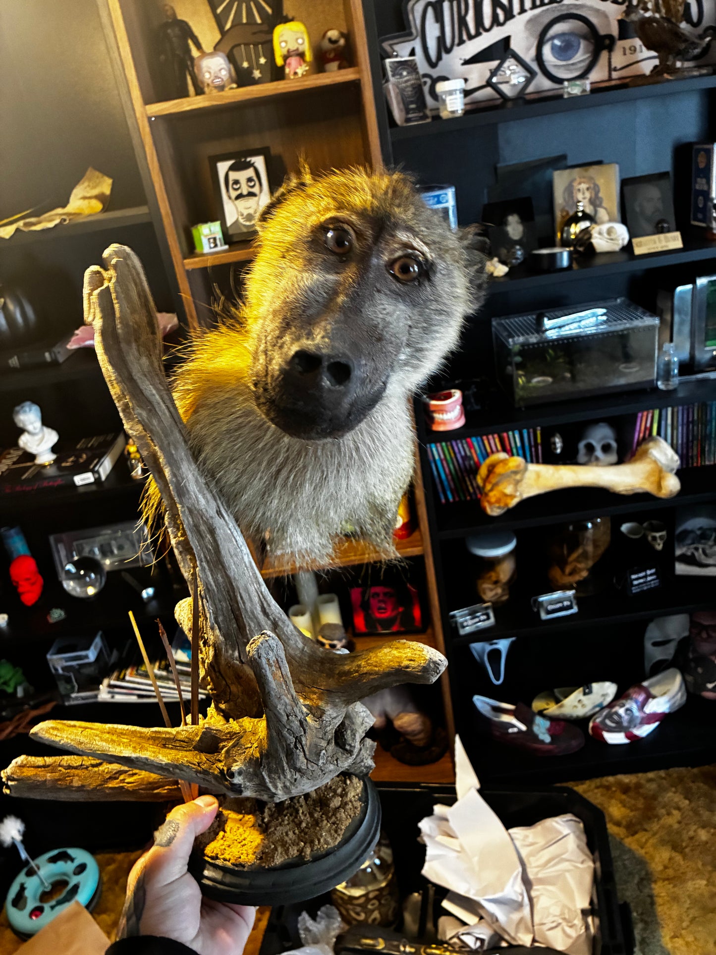 Baboon Taxidermy mount