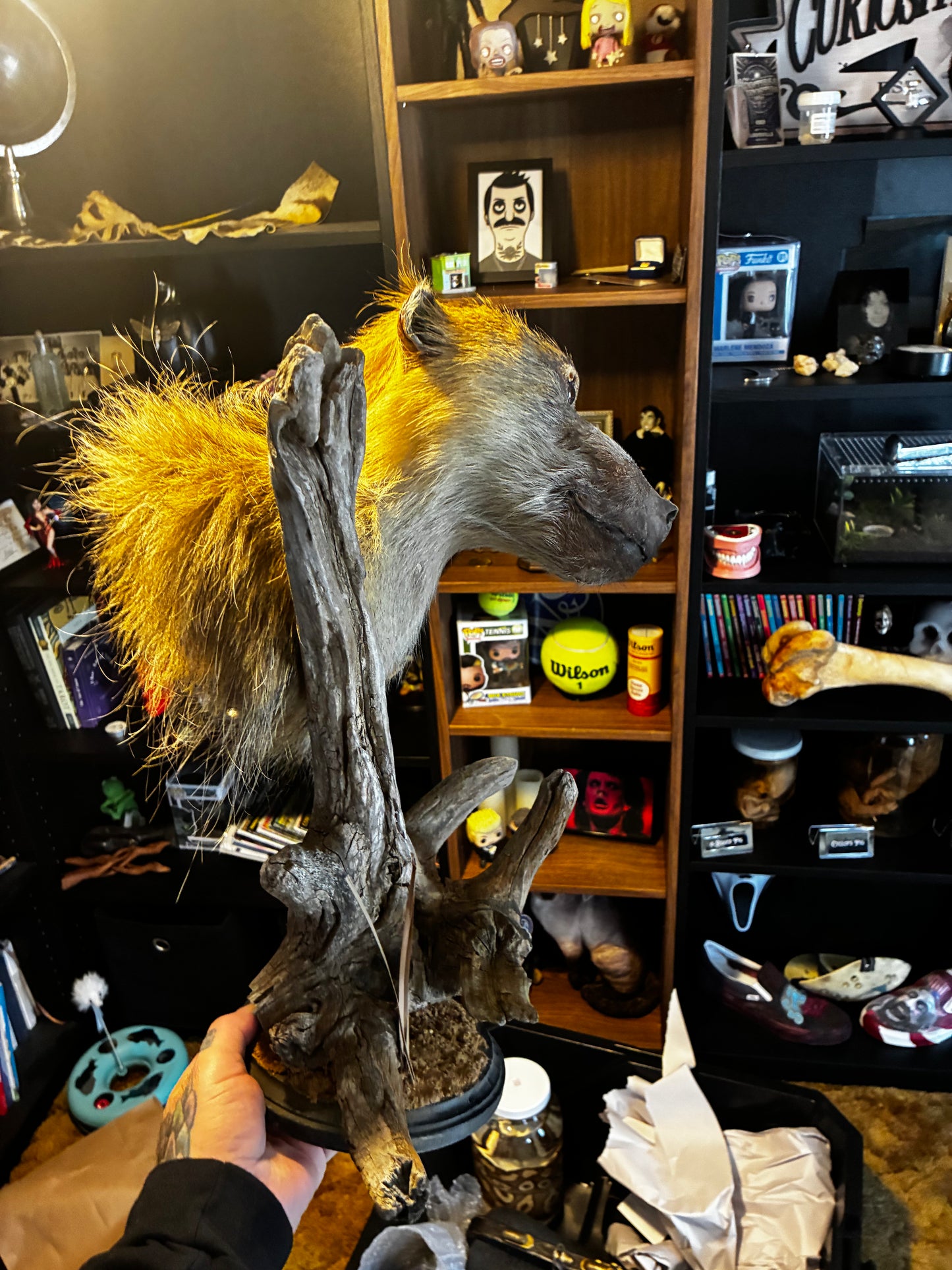 Baboon Taxidermy mount