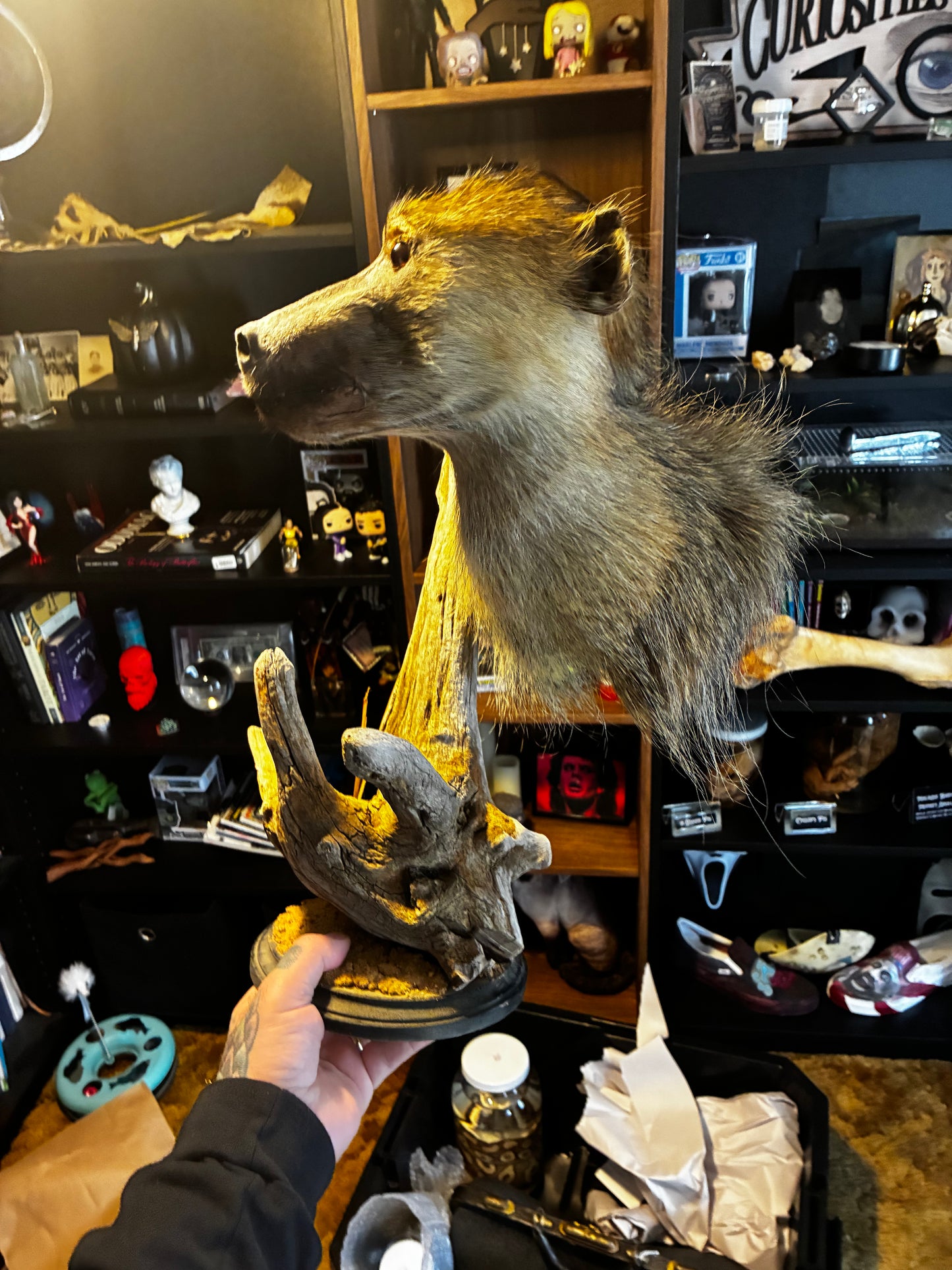 Baboon Taxidermy mount