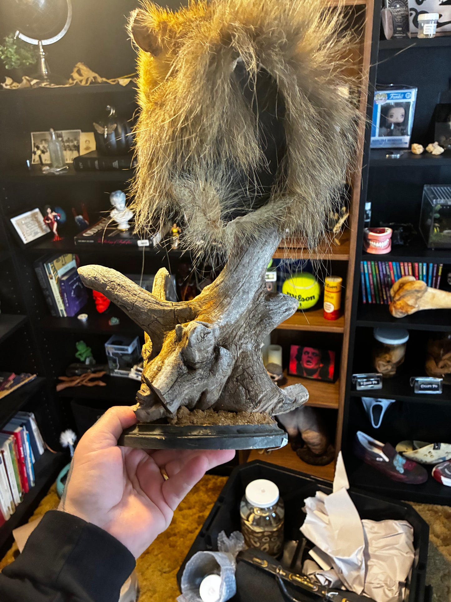Baboon Taxidermy mount