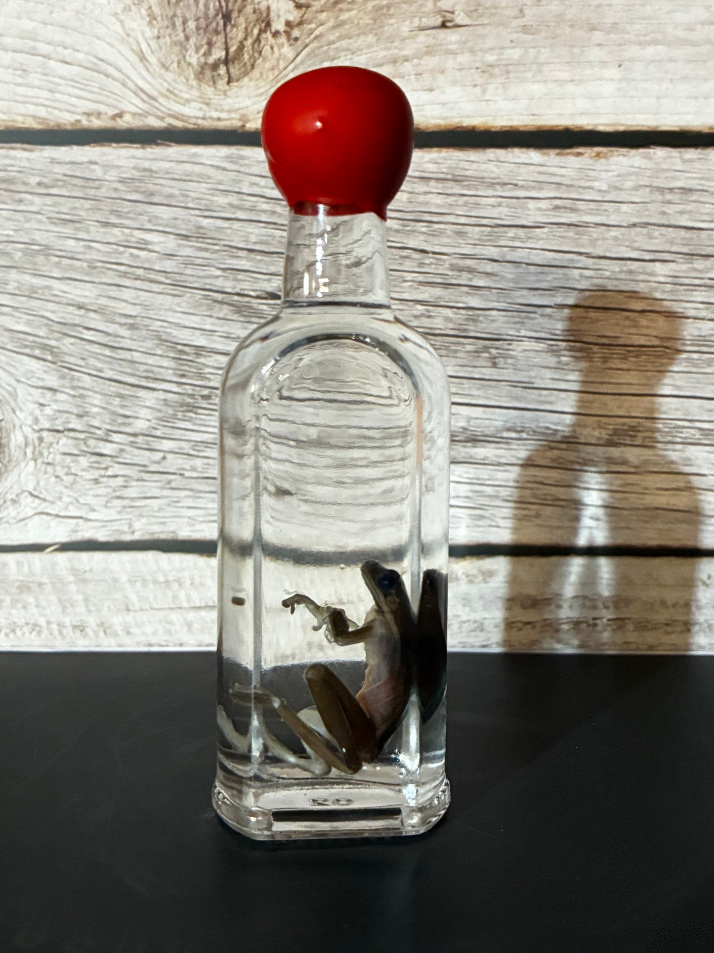 Whiskey Frog wet specimen