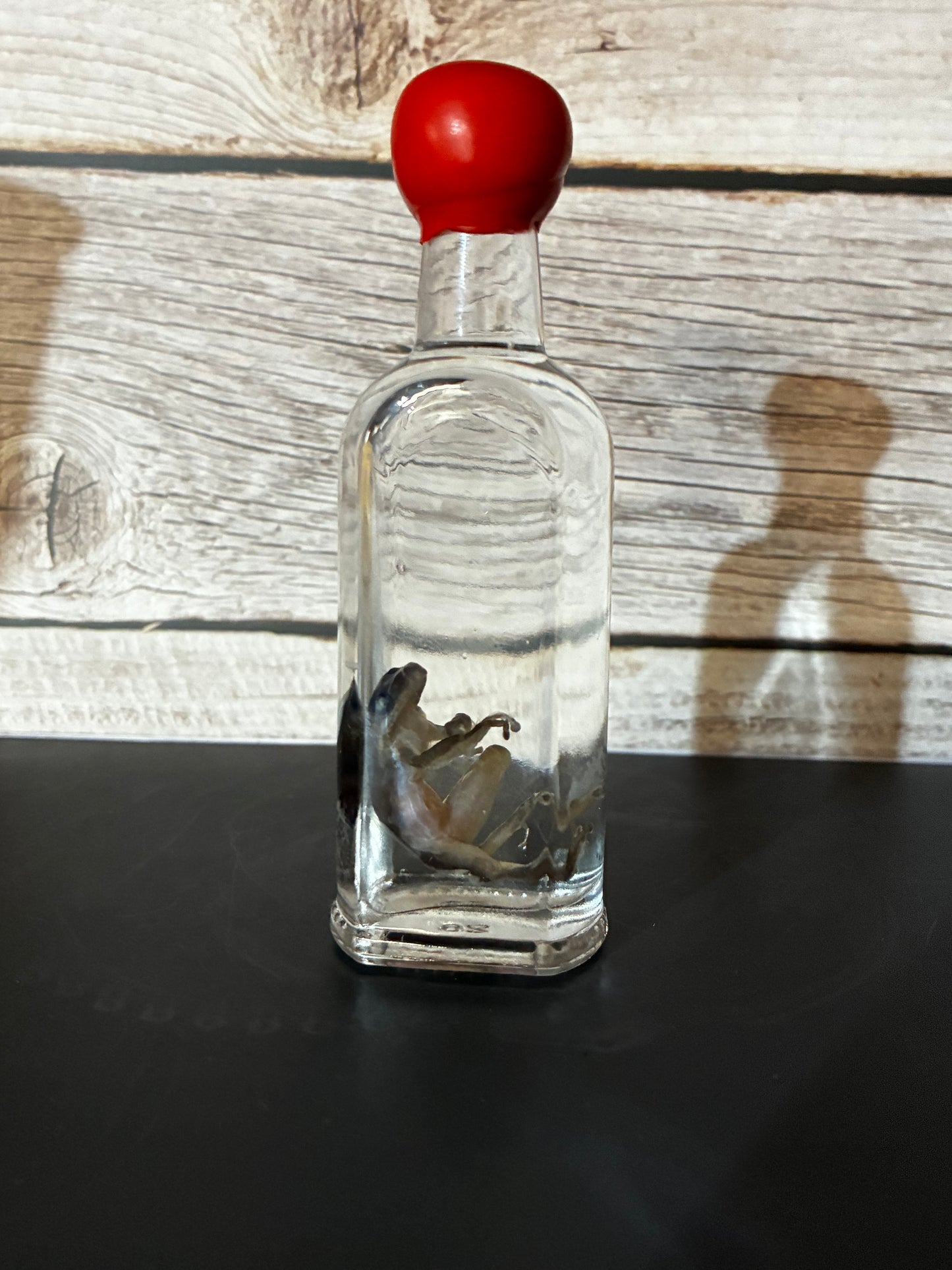 Whiskey Frog wet specimen