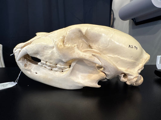 Black bear skull