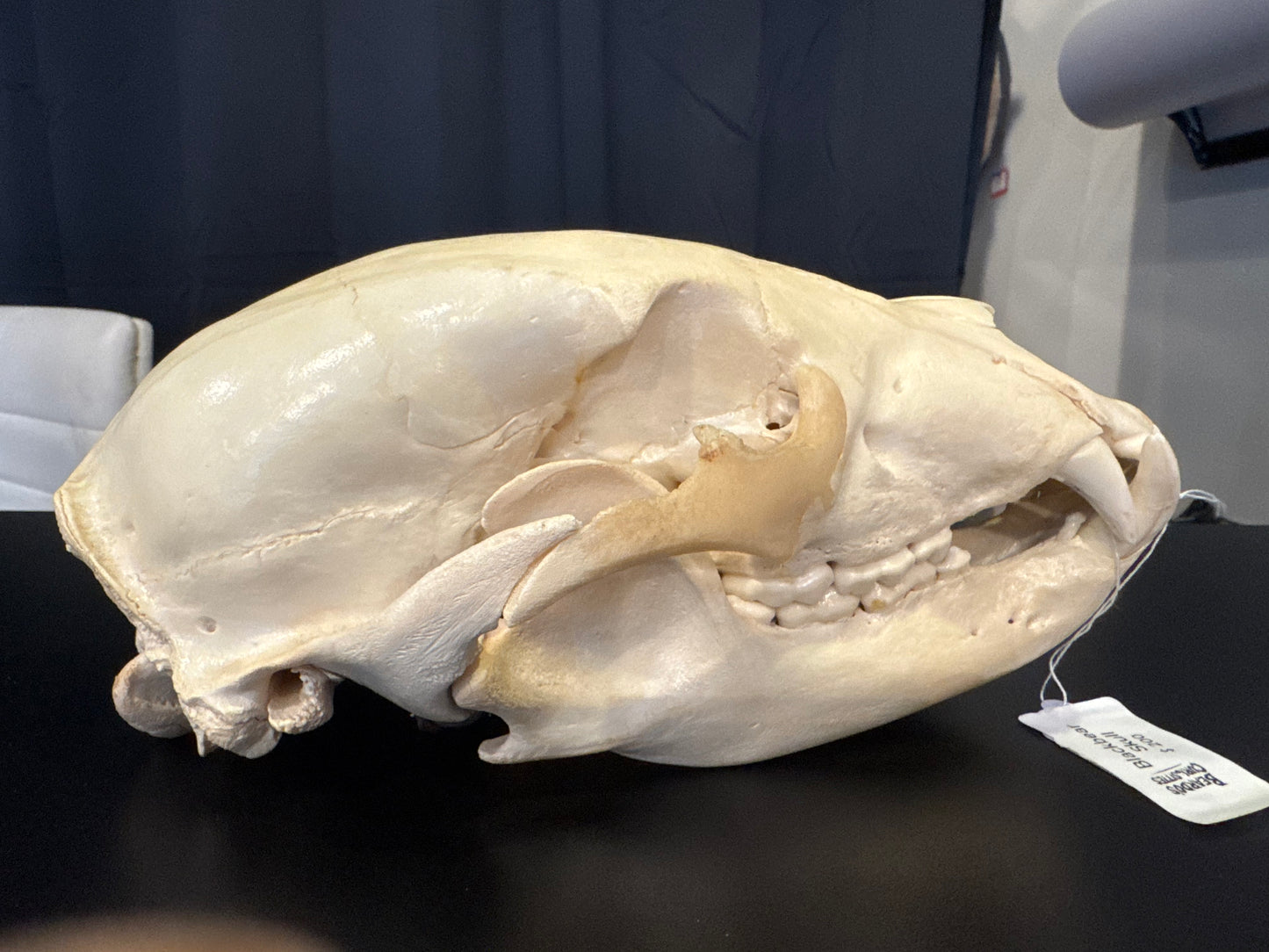 Black bear skull