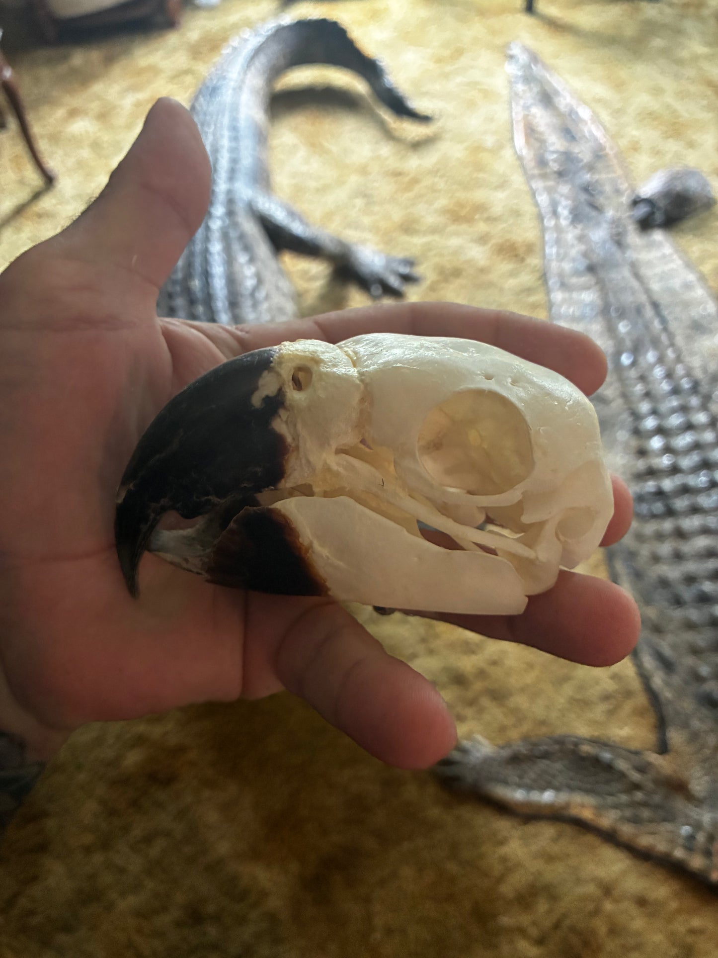 Blue and gold macaw skull