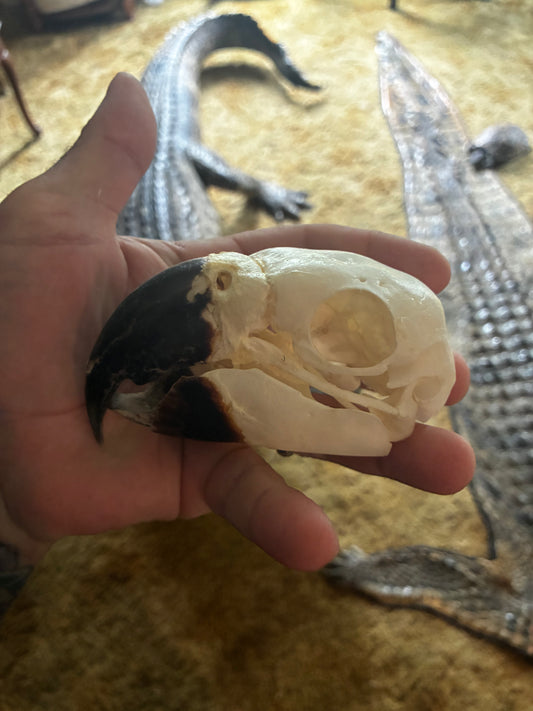 Blue and gold macaw skull