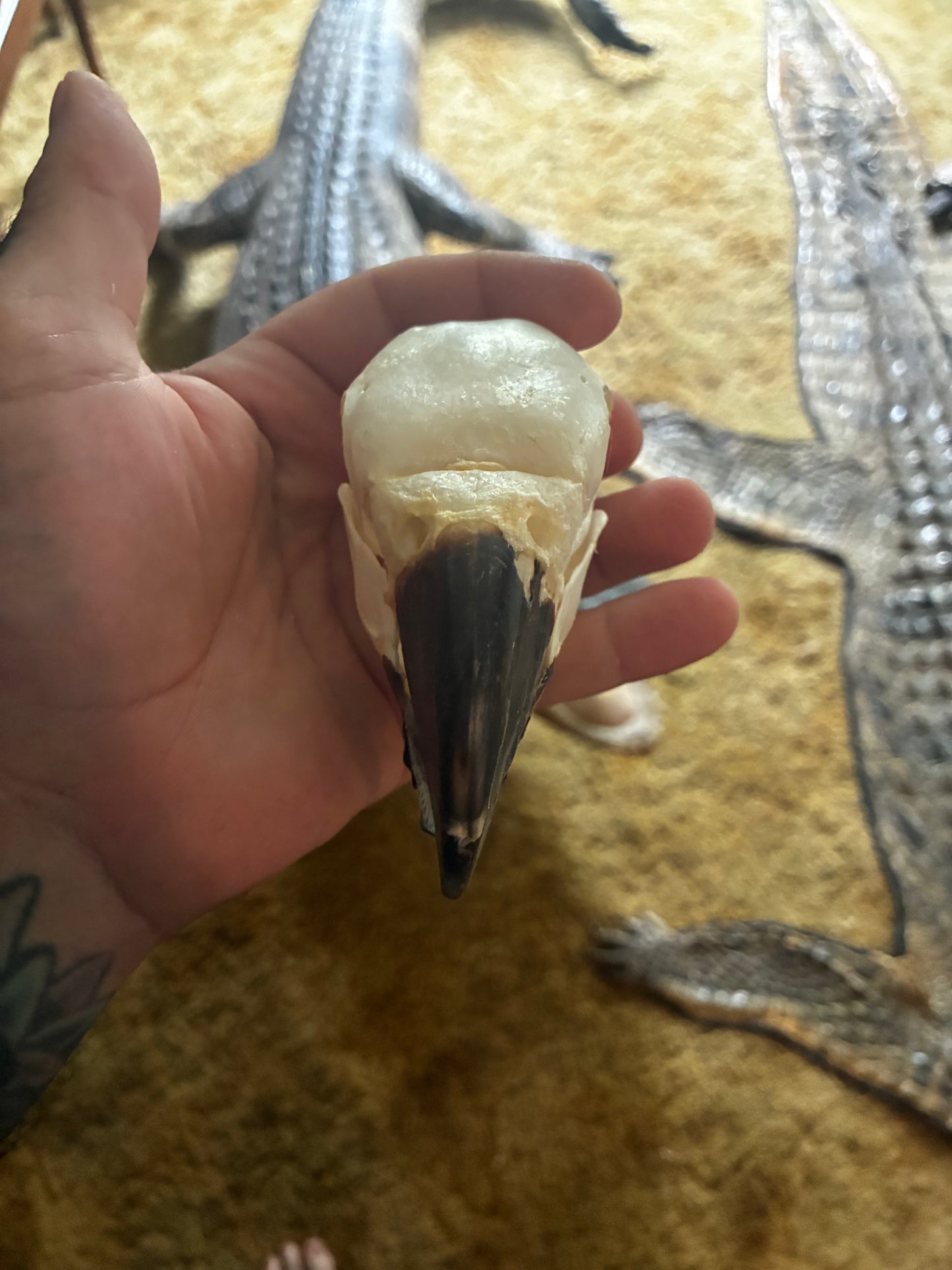 Blue and gold macaw skull
