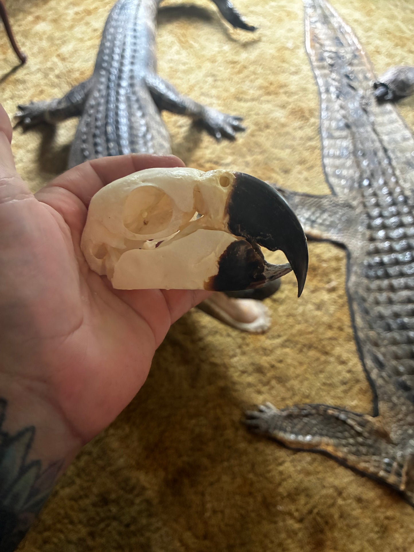 Blue and gold macaw skull