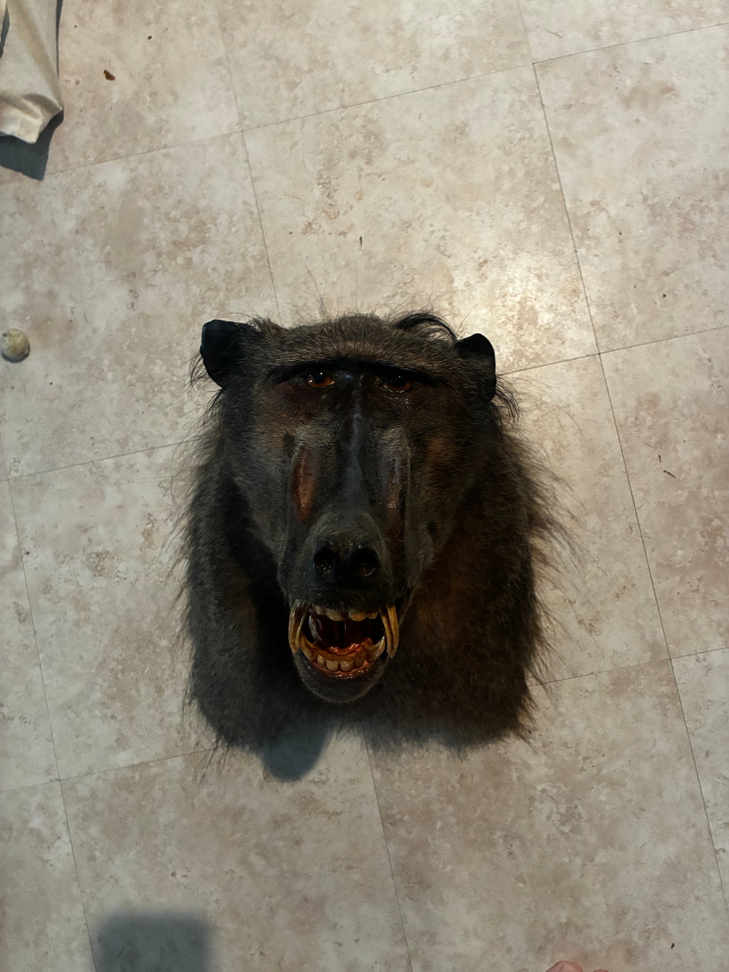 Baboon shoulder mount