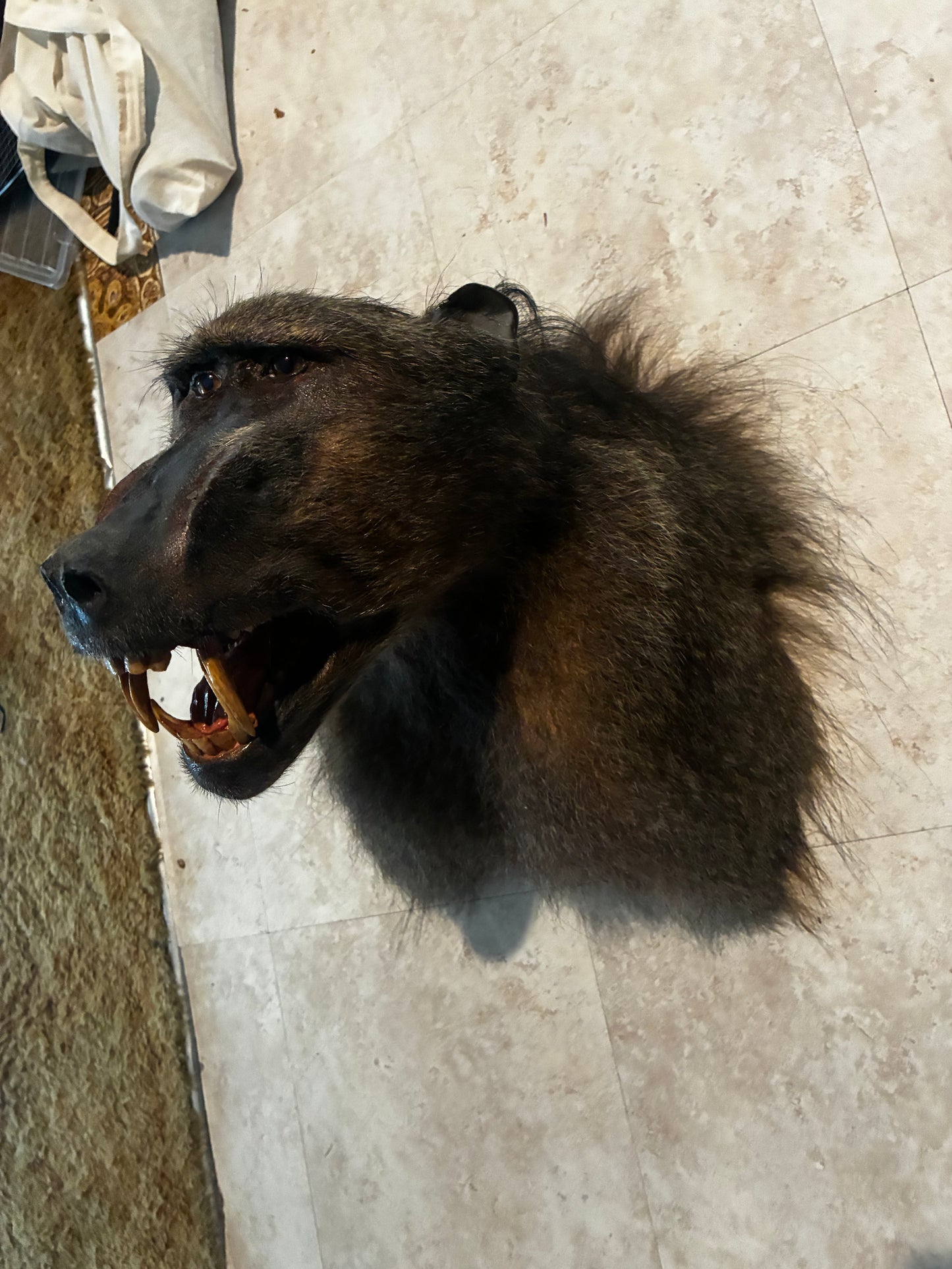 Baboon shoulder mount