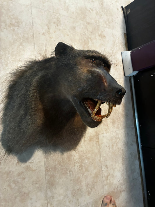 Baboon shoulder mount