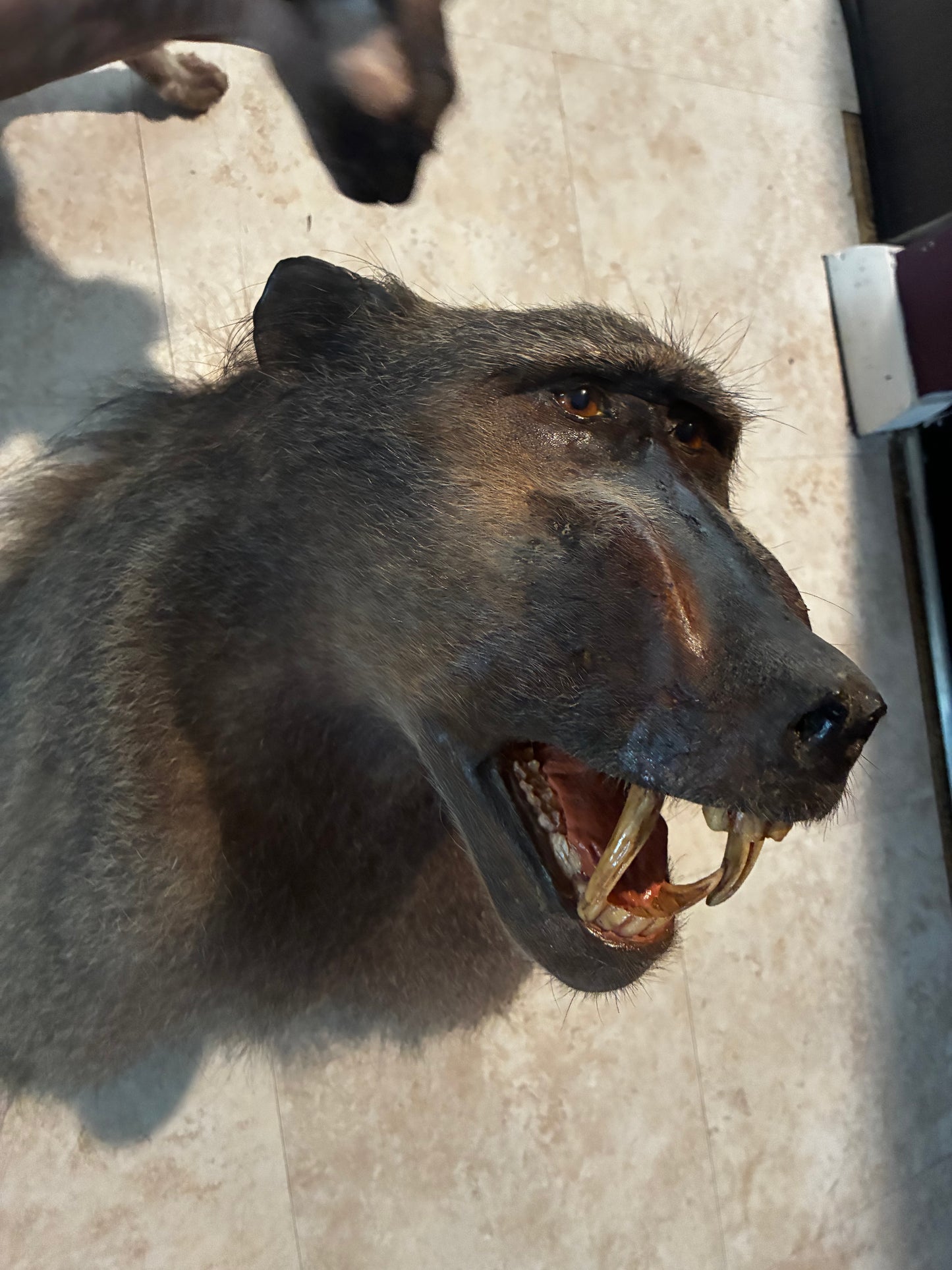 Baboon shoulder mount