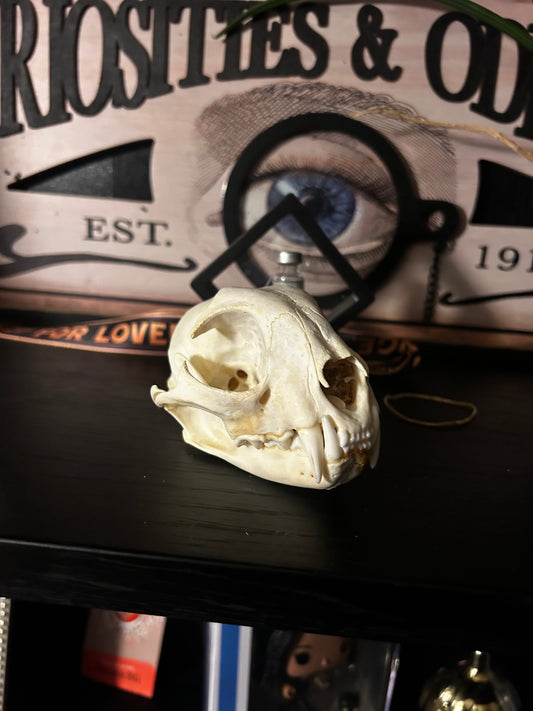Cat skull