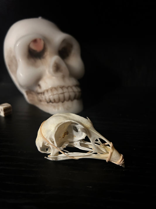 Pheasant skull