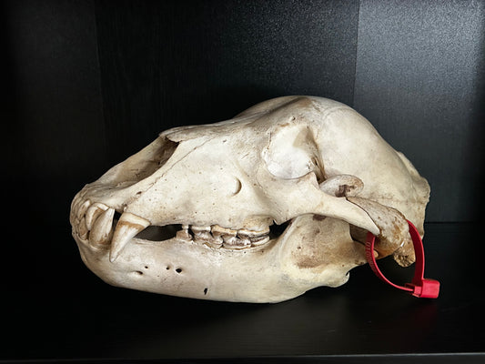 Grizzly Bear Skull