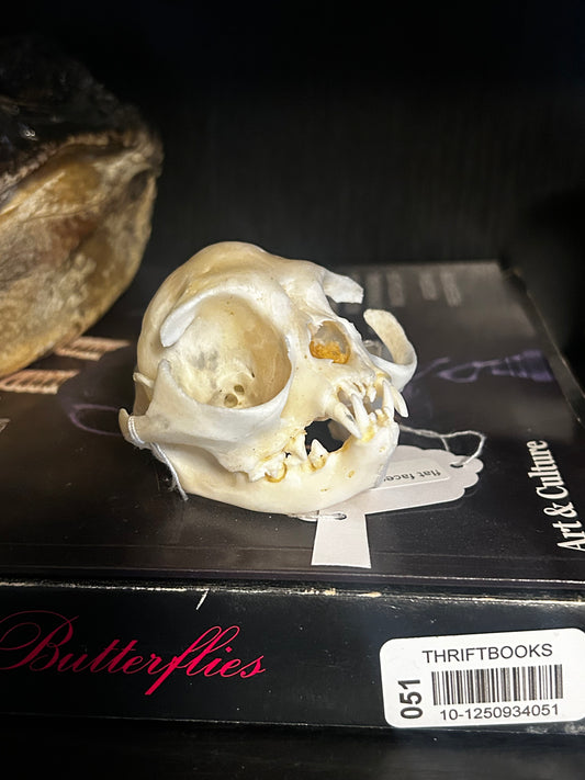 Flat faced Persian skull