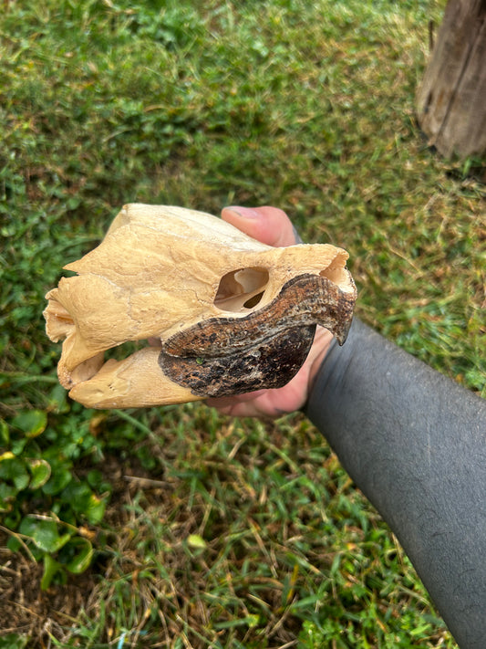 Alligator snapping turtle