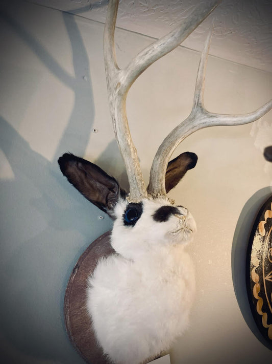 Jackalope
