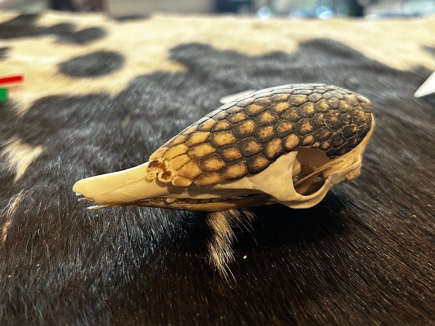 Armadillo skull