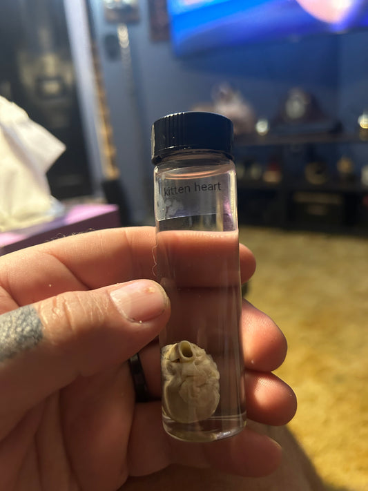 Kitten heart wet specimen