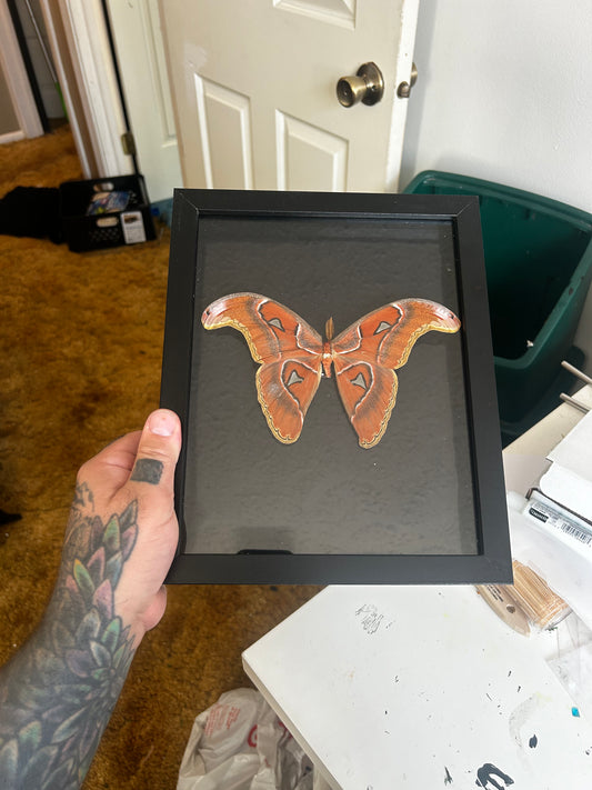 Male atlas moth