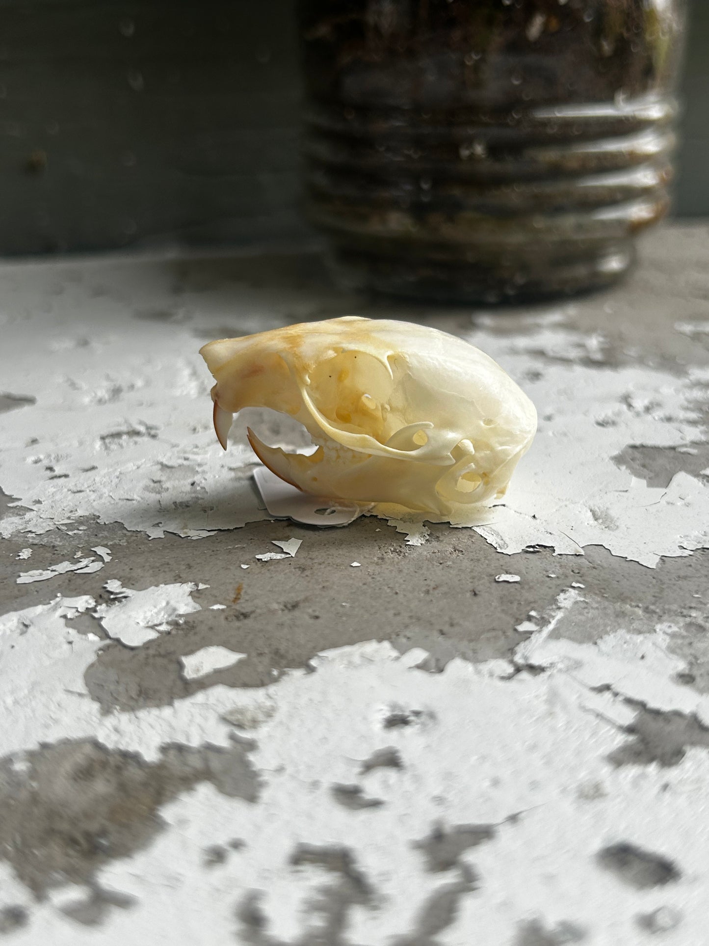 Red squirrel skull