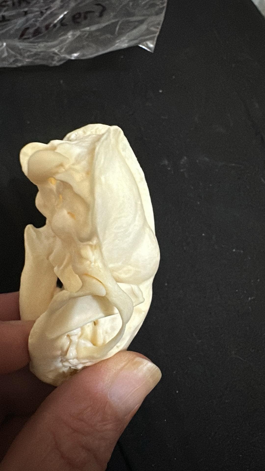 Pathological Skunk skull