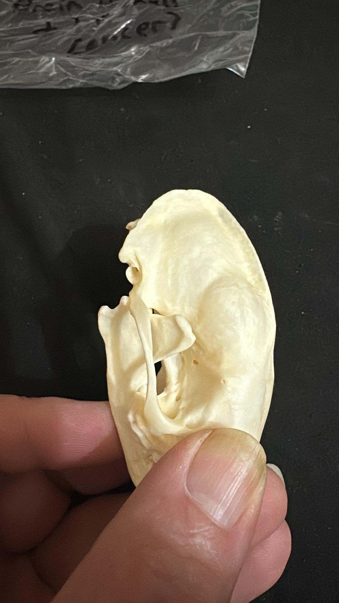 Pathological Skunk skull